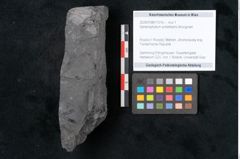 Foto (Objekt + Etikett) von Sphenophyllum schlotheimii Brongniart (NHMW-GEO-2024-0188-11016)